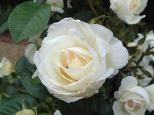 whiteroses.jpg